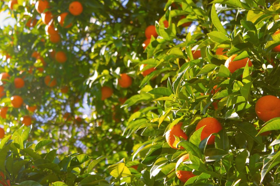 Tecnica di innesto delle arance: benefici e tipologie