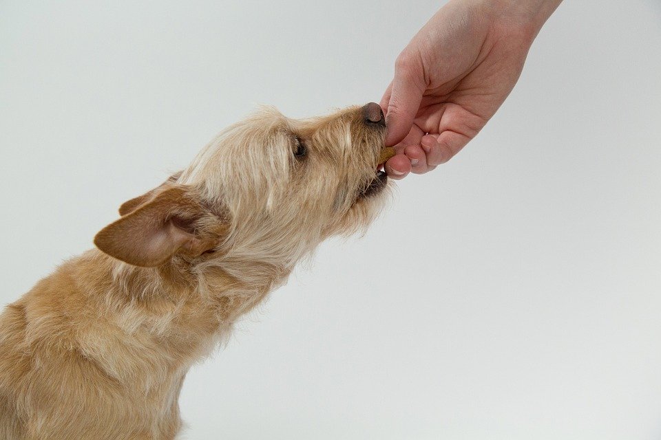 Tre ricette di biscotti per cani fatti in casa