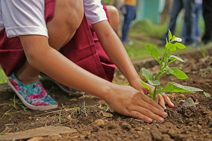 Giardinaggio: ecco come migliorare il tuo pollice verde