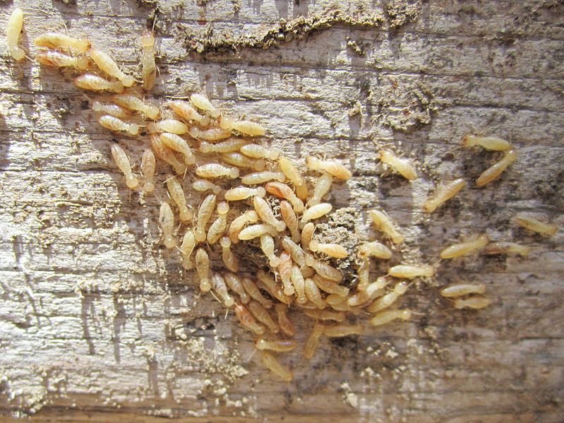 Uccidere le termiti del legno secco