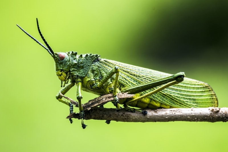 Quali sono le ultime novità sugli insetti edibili?