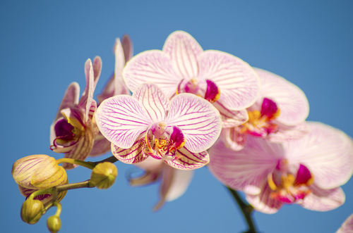 Prenditi cura dell'orchidea phalaenopsis