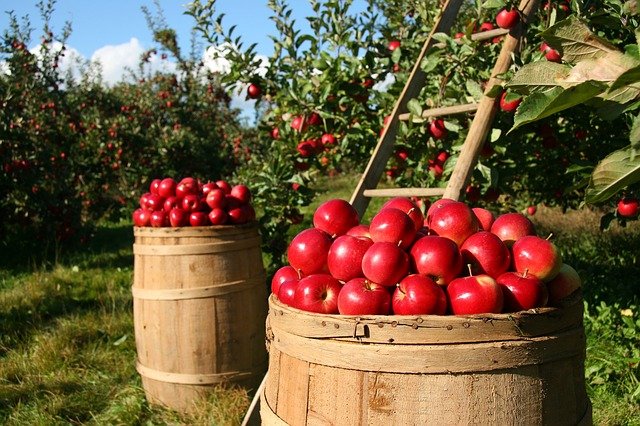 La legge 135/97 e gli incentivi a fondo perduto per le aziende agricole