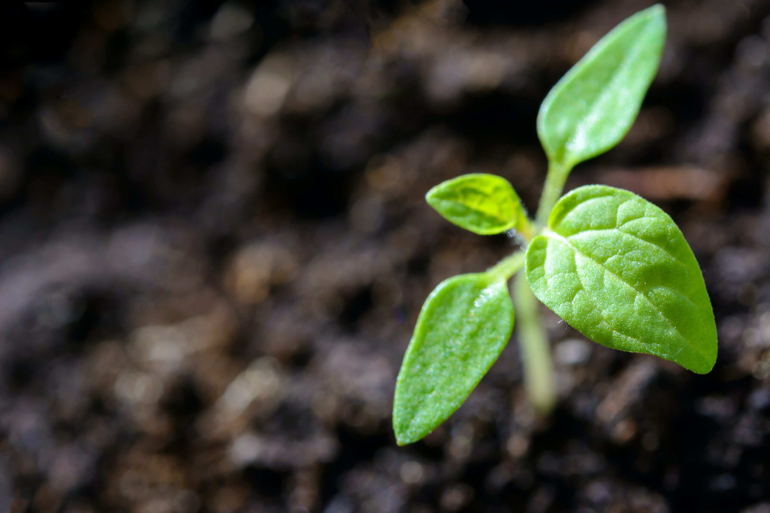 Vantaggi e svantaggi del Soil Washing